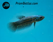 Load image into Gallery viewer, Turquoise Alien Female