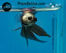 Load image into Gallery viewer, Copper Alien Male (Copy)