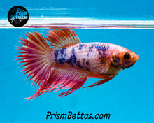 Load image into Gallery viewer, Pink Marble Crowntail Female