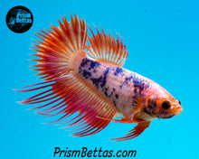 Load image into Gallery viewer, Pink Marble Crowntail Female