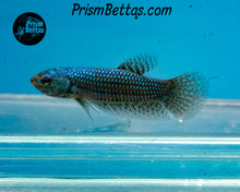 Load image into Gallery viewer, Turquoise Alien Female