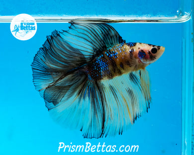 Yellow Koi Doubletail Halfmoon Male