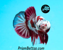 Load image into Gallery viewer, Samurai Marble Halfmoon Plakat Male