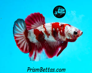 Samurai Marble Halfmoon Plakat Male