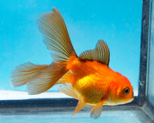 Load image into Gallery viewer, Longfinned Apache Oranda  (2.5-3.5 inches) USA BRED
