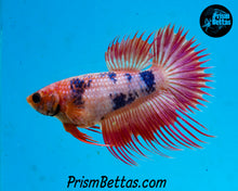 Load image into Gallery viewer, Pink Marble Crowntail Female