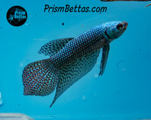 Load image into Gallery viewer, Turquoise Alien Male
