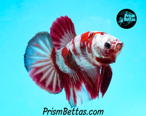 Samurai Marble Halfmoon Plakat Male