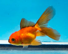 Load image into Gallery viewer, Longfinned Apache Oranda  (2.5-3.5 inches) USA BRED