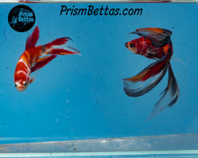 Load image into Gallery viewer, Candy Koi Veiltail Male