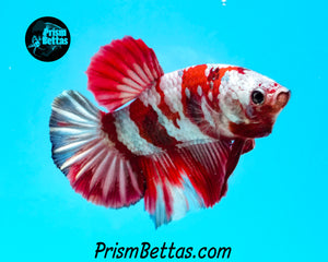 Samurai Marble Halfmoon Plakat Male