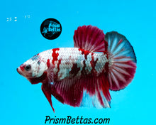 Load image into Gallery viewer, Samurai Marble Halfmoon Plakat Male