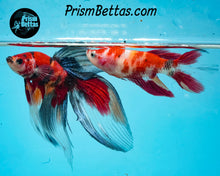 Load image into Gallery viewer, Candy Koi Veiltail Female
