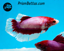 Load image into Gallery viewer, Pink Salamander Halfmoon Female