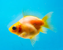 Load image into Gallery viewer, Lemon Ryukin  (2.5-3.5 inches) USA BRED