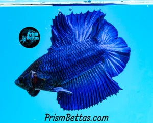 Turquoise Doubletail Plakat Male