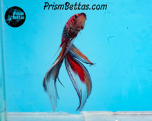 Load image into Gallery viewer, Candy Koi Veiltail Male
