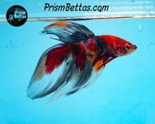 Load image into Gallery viewer, Candy Koi Veiltail Male
