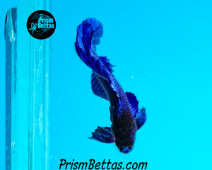 Turquoise Doubletail Plakat Male