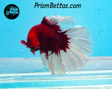 Load image into Gallery viewer, Red Butterfly Halfmoon Male