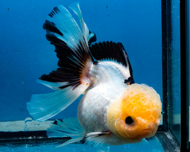 Tricolor Oranda Female (4.5 inches) Imported in Thailand