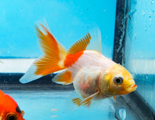 Load image into Gallery viewer, Orange and White Oranda  (2.5-3.5 inches) USA BRED