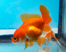 Load image into Gallery viewer, Tricolor Oranda  (2.5-3.5 inches) USA BRED