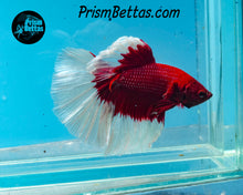 Load image into Gallery viewer, Red Butterfly Halfmoon Male