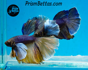 Purple Gas Dumbo Halfmoon Female