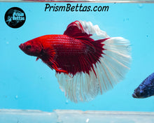 Load image into Gallery viewer, Red Butterfly Halfmoon Male
