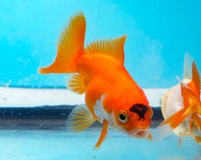 Load image into Gallery viewer, Tricolor Oranda  (2.5-3.5 inches) USA BRED