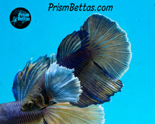 Load image into Gallery viewer, Purple Gas Dumbo Halfmoon Female