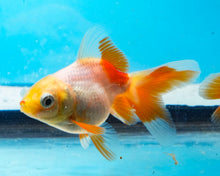 Load image into Gallery viewer, Orange and White Oranda  (2.5-3.5 inches) USA BRED