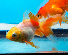 Load image into Gallery viewer, Orange and White Oranda  (2.5-3.5 inches) USA BRED