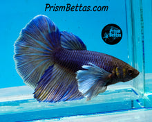 Load image into Gallery viewer, Purple Gas Dumbo Halfmoon Female