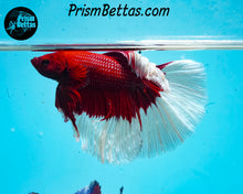Load image into Gallery viewer, Red Butterfly Halfmoon Male