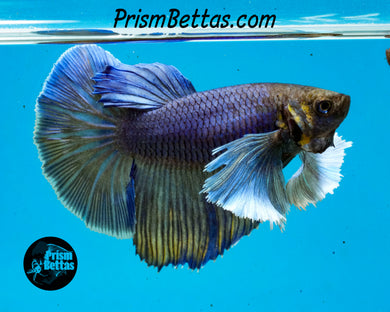 Purple Gas Dumbo Halfmoon Female