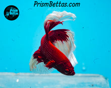 Load image into Gallery viewer, Red Butterfly Halfmoon Male