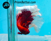 Load image into Gallery viewer, Red Butterfly Halfmoon Male
