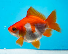 Load image into Gallery viewer, Orange and White Ryukin (2.5-3.5 inches) USA BRED