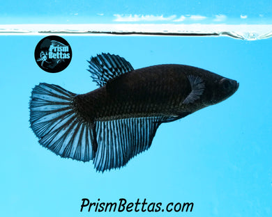 Black Halfmoon Female