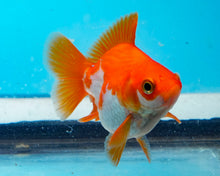 Load image into Gallery viewer, Orange and White Ryukin (2.5-3.5 inches) USA BRED