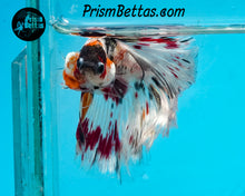Load image into Gallery viewer, Copper Candy Marble Halfmoon Male