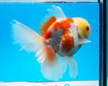 Load image into Gallery viewer, Sakaru Oranda Shogun Oranda Male (5 inches) Imported in Thailand