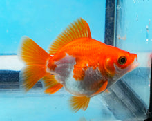 Load image into Gallery viewer, Orange and White Ryukin (2.5-3.5 inches) USA BRED