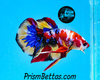 Candy Koi Halfmoon Plakat Male