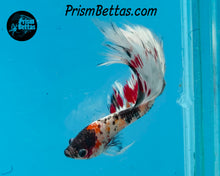 Load image into Gallery viewer, Copper Candy Marble Halfmoon Male