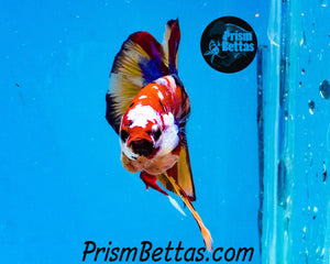 Candy Koi Halfmoon Plakat Male