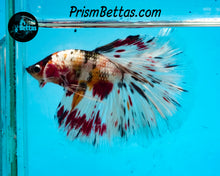 Load image into Gallery viewer, Copper Candy Marble Halfmoon Male
