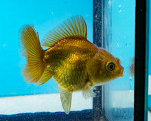 Load image into Gallery viewer, Bronze Oranda (2.5-3.5 inches) USA BRED